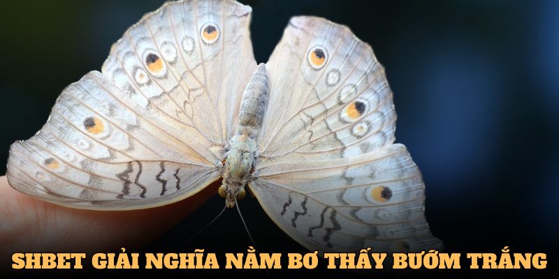 Ý nghĩa chiêm bao phải bướm trắng